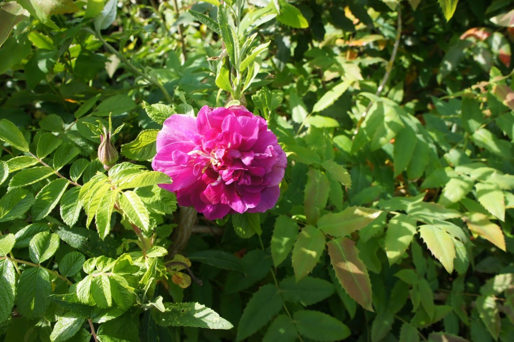 rugosa shrub rose Roserie de L'Hay