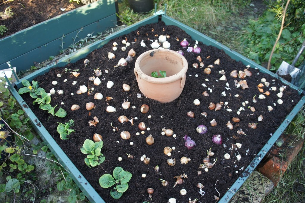Bulbs broadcast and ready for planting, with garlic pot centre.