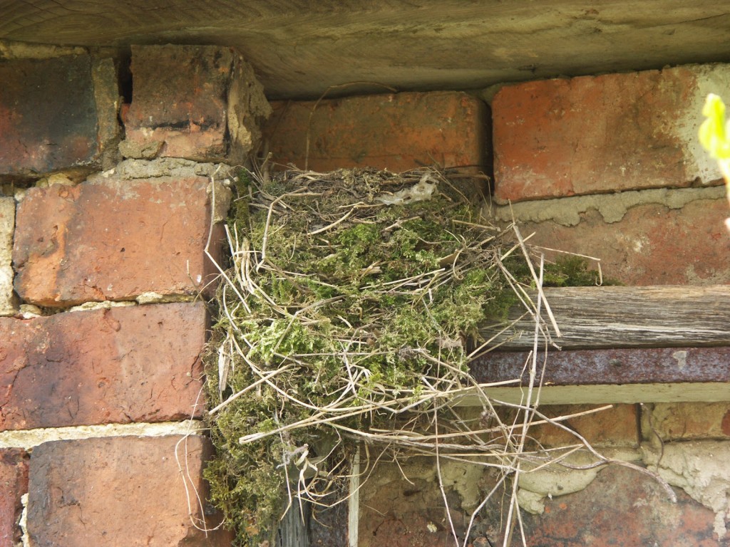 weel camoflaged thrush nest