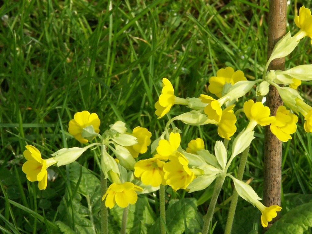 self-seeded cowslip plant