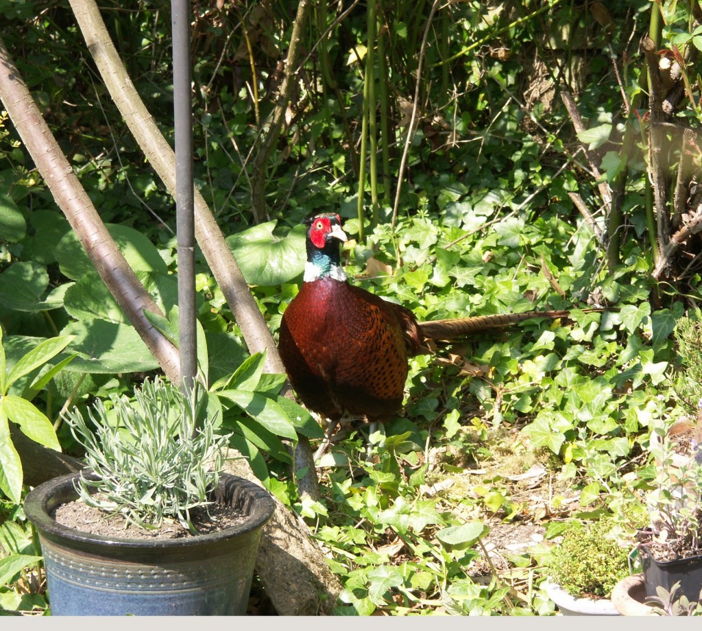 male pheasant visitor