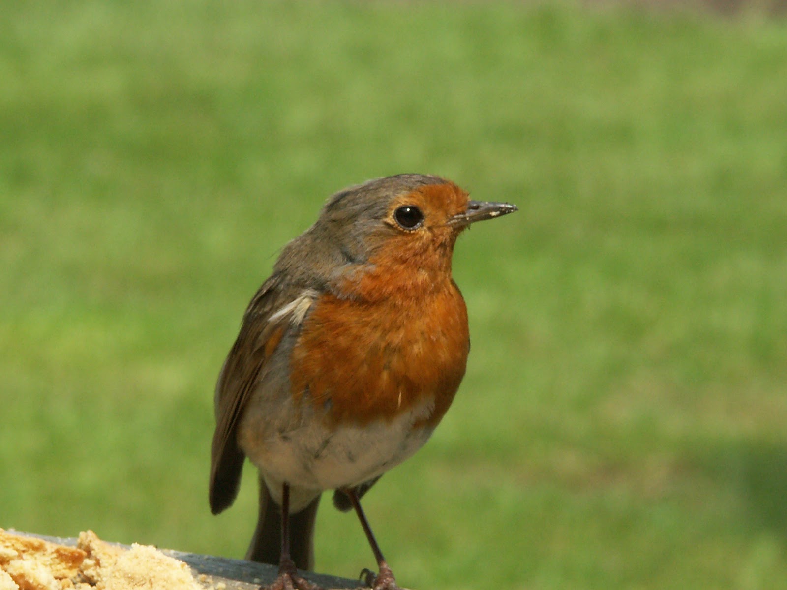 Robin Bird Food, Seed Mix for Robins and Friends