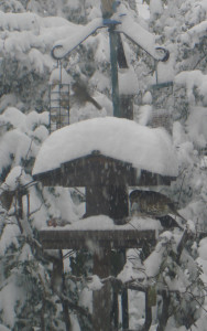 snow covered bird table