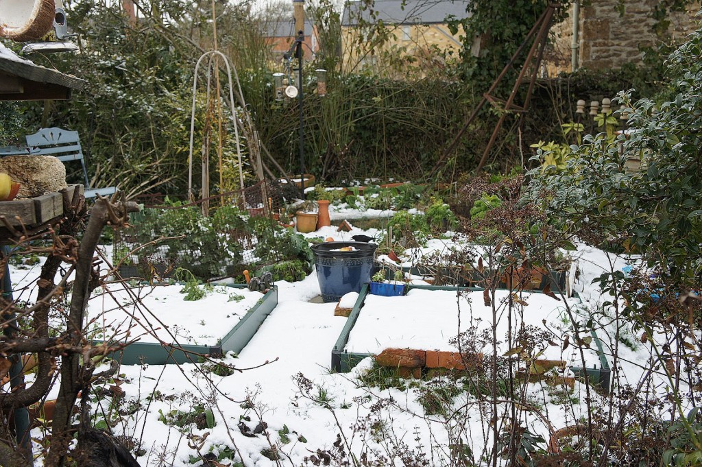 Cold and snowy, but the birds are feasting
