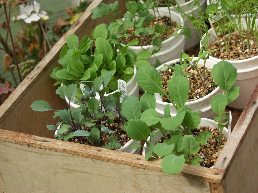 double-cups within a wooden box covered with a sheet of polycarbonate