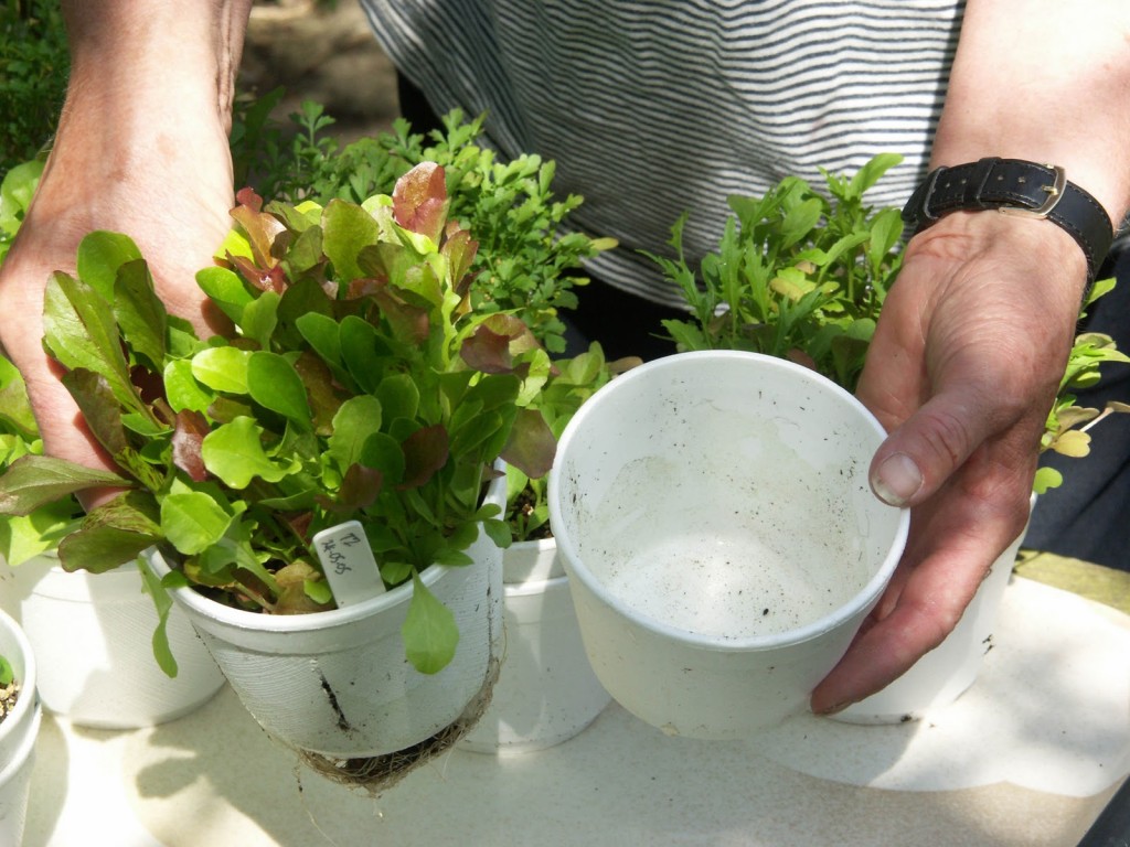 blog salad in poly cups