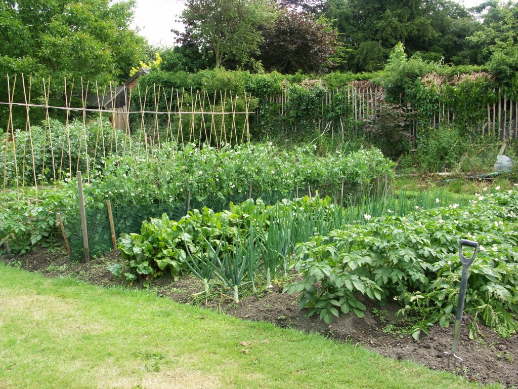 allotment-sized vegetable plot