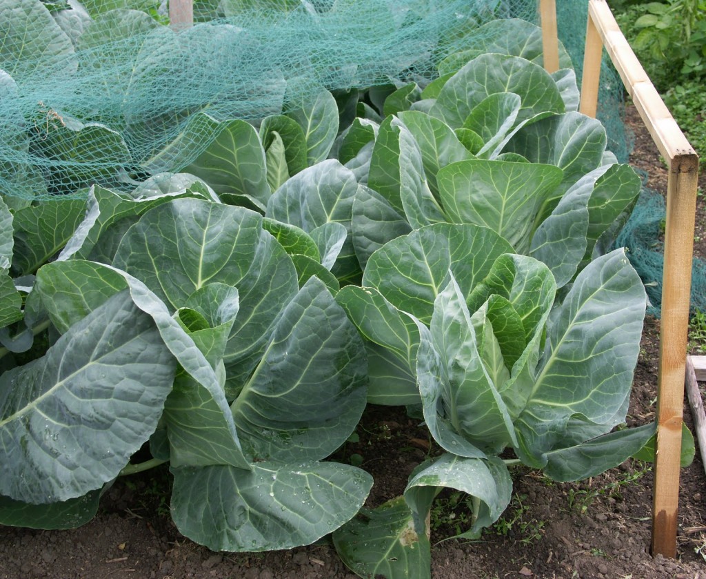 cabbages grown from Dobies plug plants
