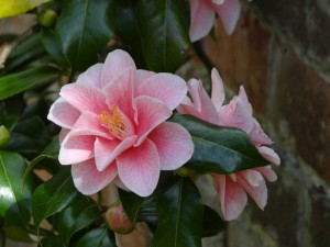 perfect camellia bloom