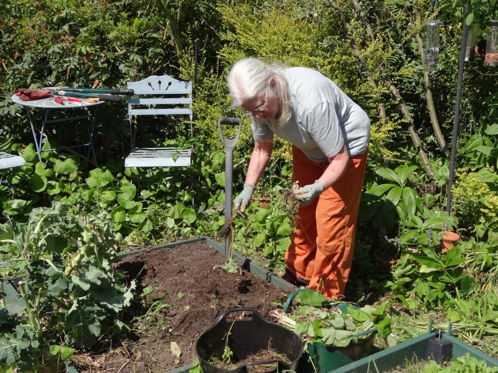digging out weeds