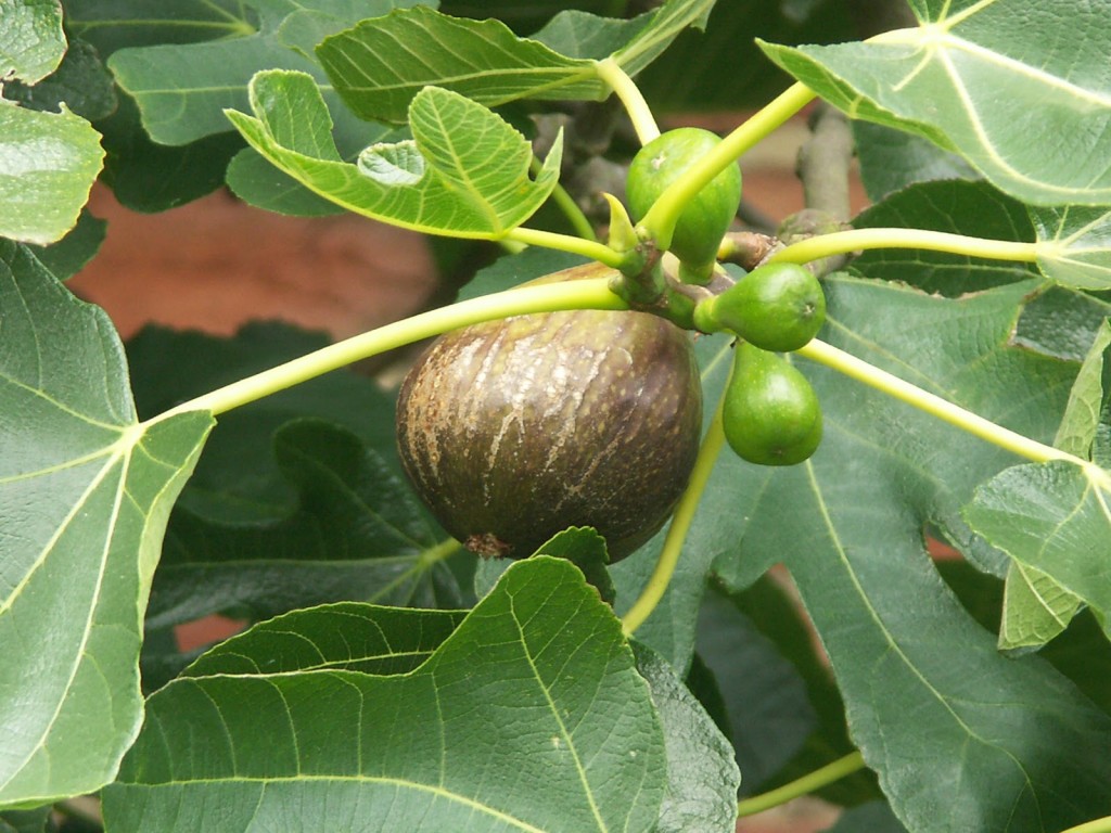 ripening Brown Turkey fig