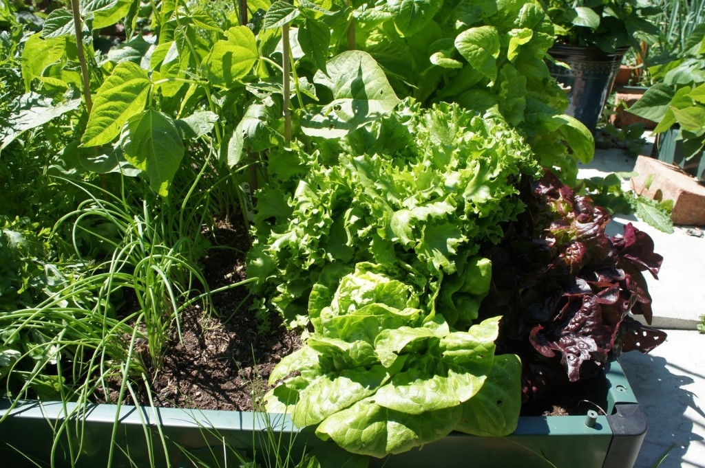 square bed devoted to lettuce