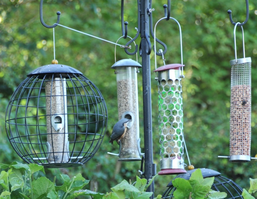 Spot the nuthatch on the middle feeder (copyright Ray Quinton)