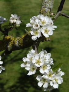 pear blossom - no bees