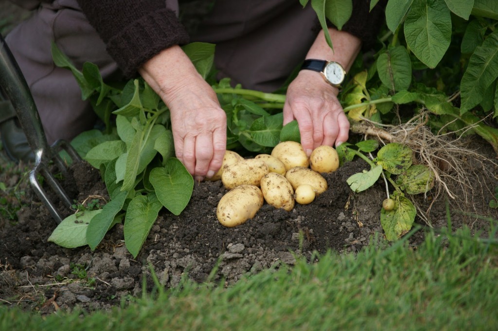 new potato crop