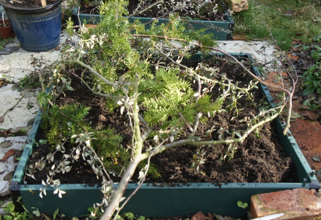Woody prunings protect newly forked beds