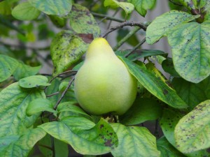 a single quince with downy skin
