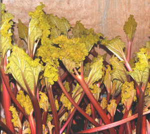 forced rhubarb