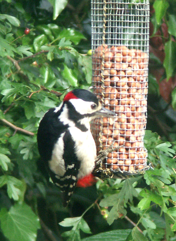 male greater-spotted woodpecker on feeder