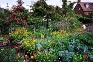 My potager as it once was, and no amount of dreaming will bring it back again.