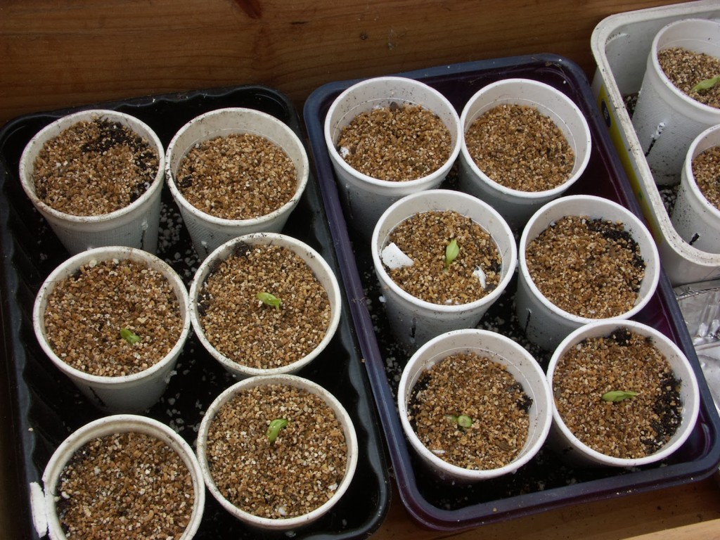 Broad beans just emerging (I'll be sowing mine next week).