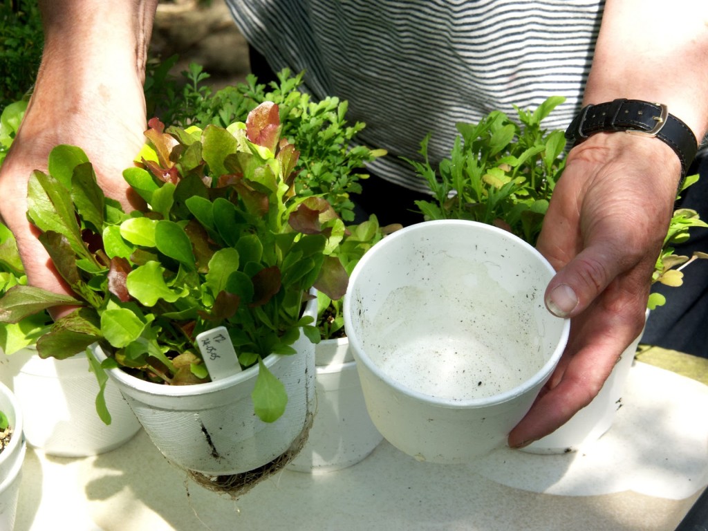 DIY seed containers for windowsill salads