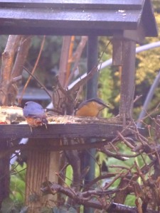 Feeding on our bird table - a PAIR of nuthatches