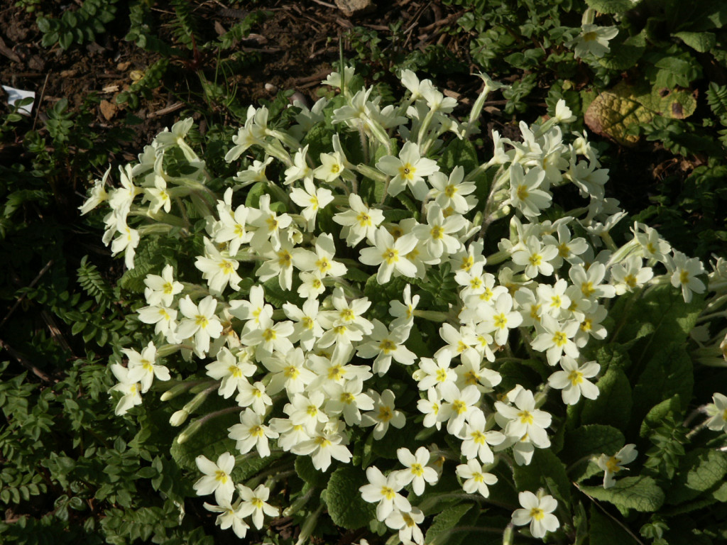 Primroses on our orchard bank