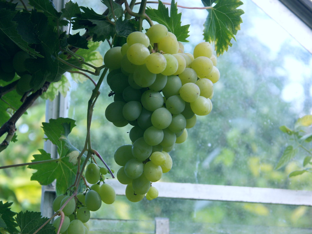 Muscat grapes greenhouse conservatory