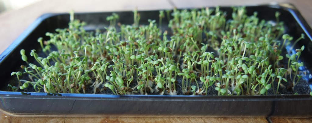 growing-dobies-microgreens-young-seedlings