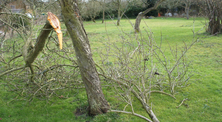 plum tree storm damage Post-storm inspiration