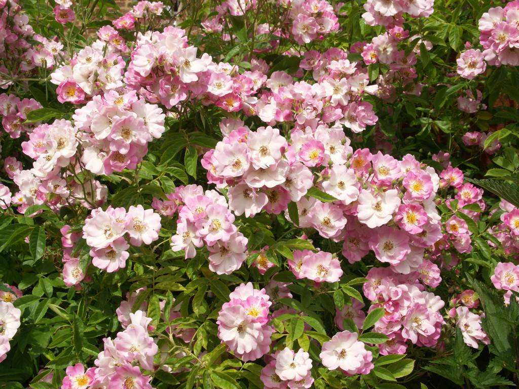 Perpetual flowering roses summer garden colour