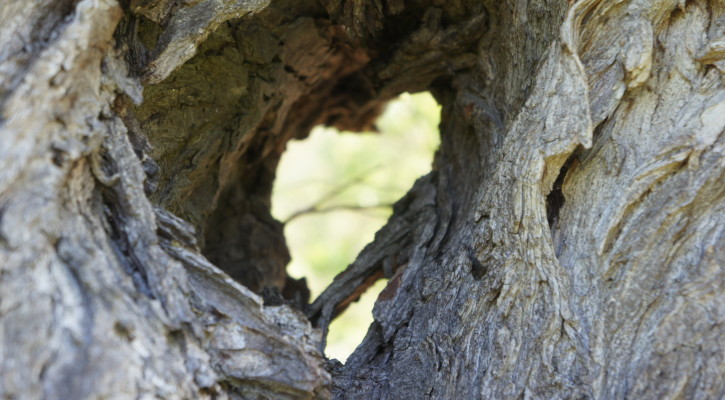 willow tree living garden hearts