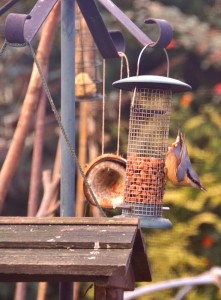 A surprise visitor