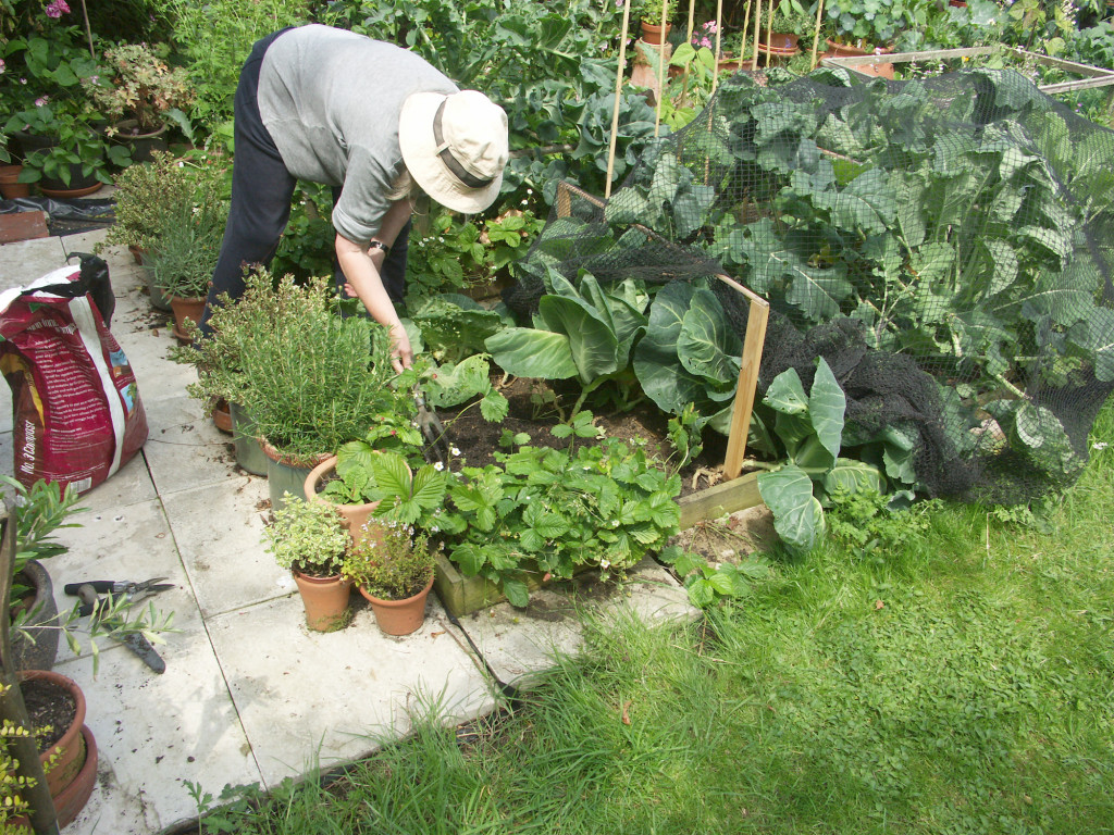 raised beds with bought-in compost are better suited to our heavy clay soil
