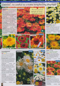 A choice of 'daisies' all grouped on one page