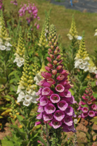 A fantastic example of foxgloves at the Dobies trial grounds