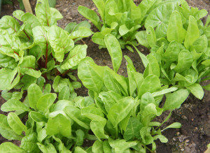 Lush foliage from spinach or chard can be added to the compost heap - perfect in mixed perennial plantings.