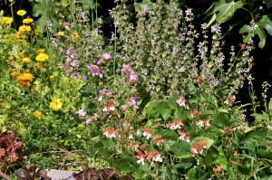 Inspired perennial patches can be created in odd spaces - herbs and dwarf veg are easy