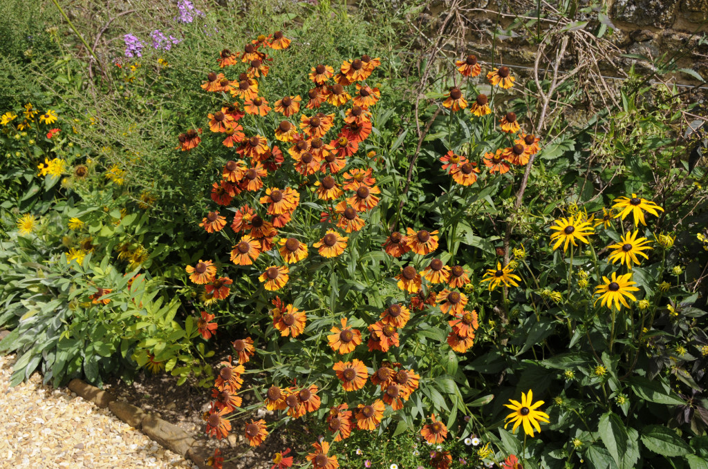 Yellow and orange predominate in late summer and early autumn