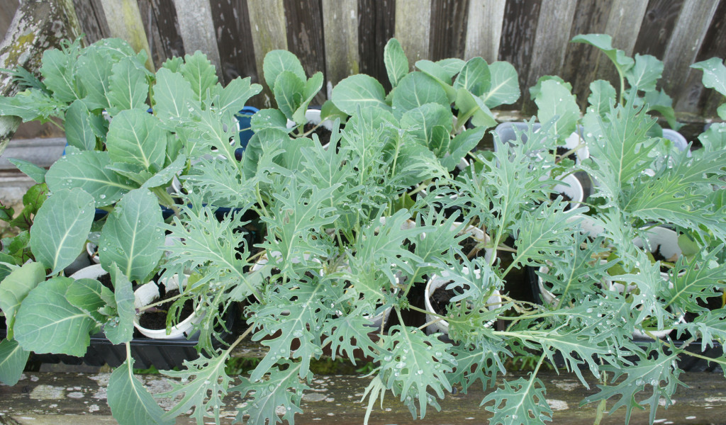 Brassica plugs are an easy method of growing a mixture of 'greens'