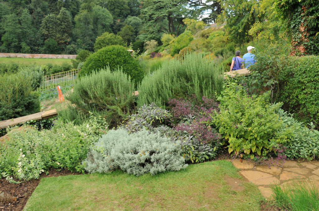A perfect example of shape and structure in this herbaceous 'herbal' border