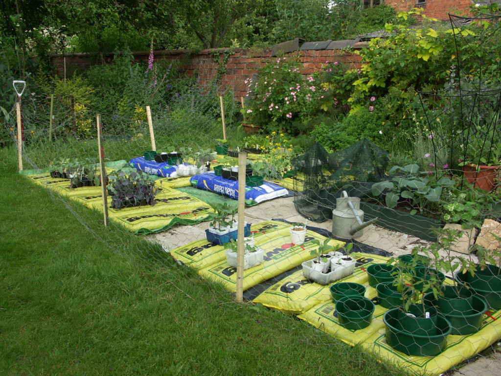 Use grow bags as temporary crop containers when veg plot space is short