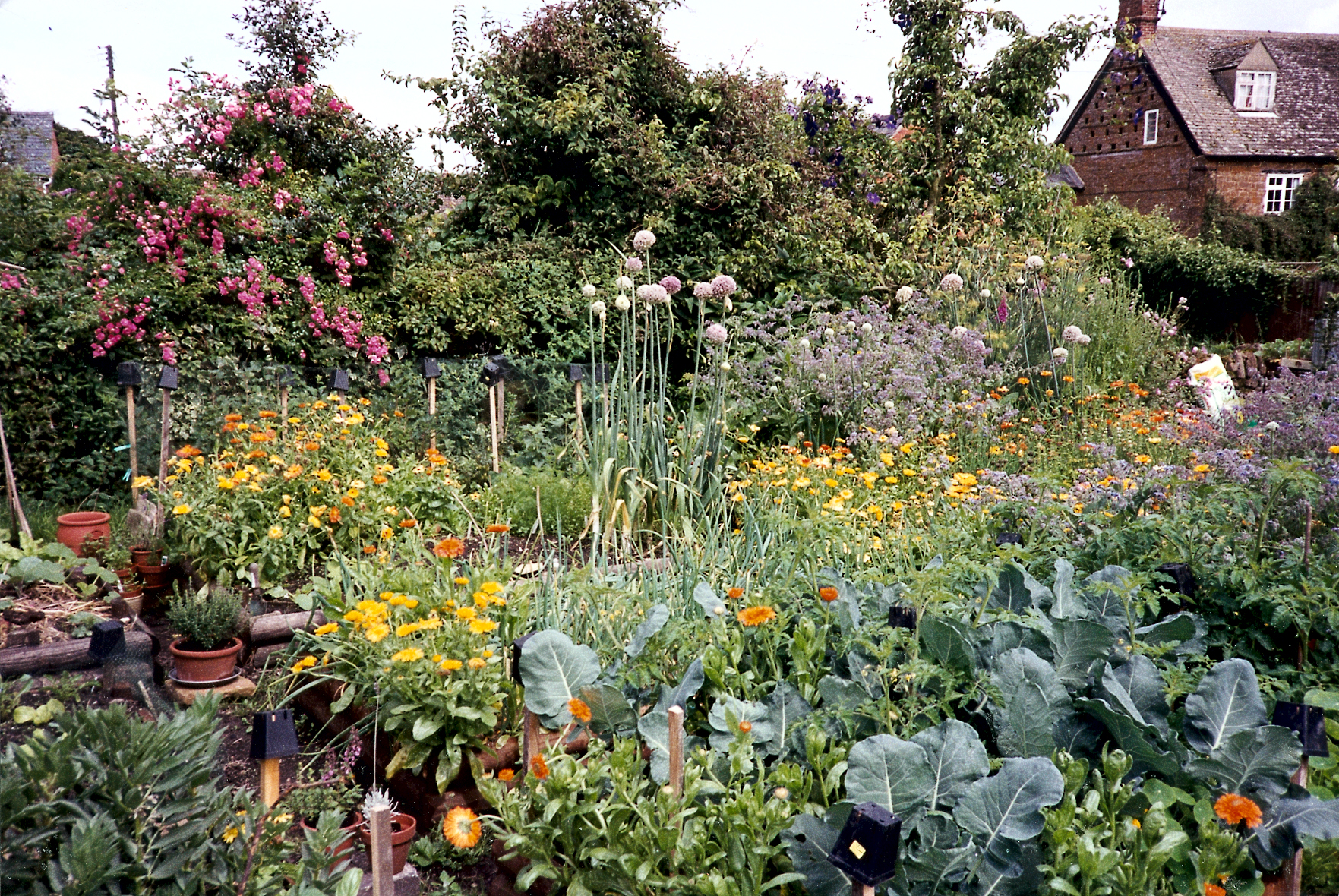 Six raised beds with edible produce crammed into every spare inch of ground