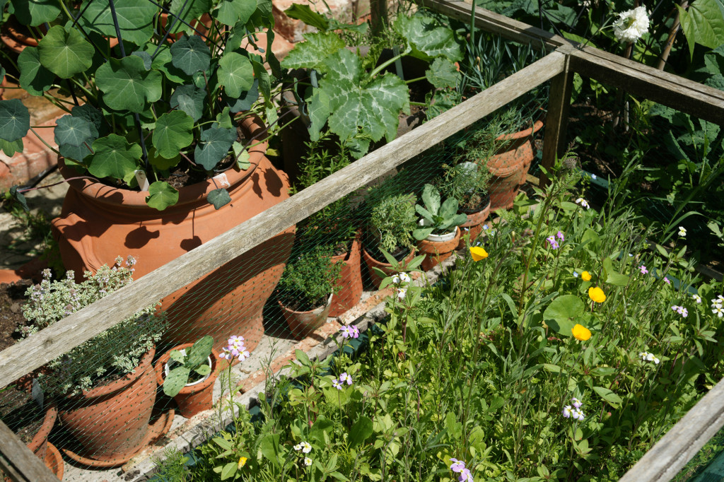 No space for a herb or edible flower bed, so pots or other containers are used