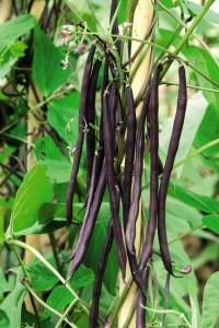 Carminat with purple flowers and pods
