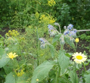 The flower patch is already attracting a whole range of insects