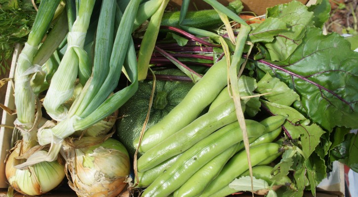 Our vegetables are fast coming on stream, with more variety than we usually manage