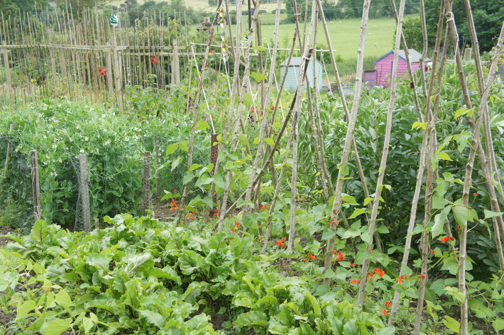 Packed with produce, raised by children in a 'get growing' village scheme