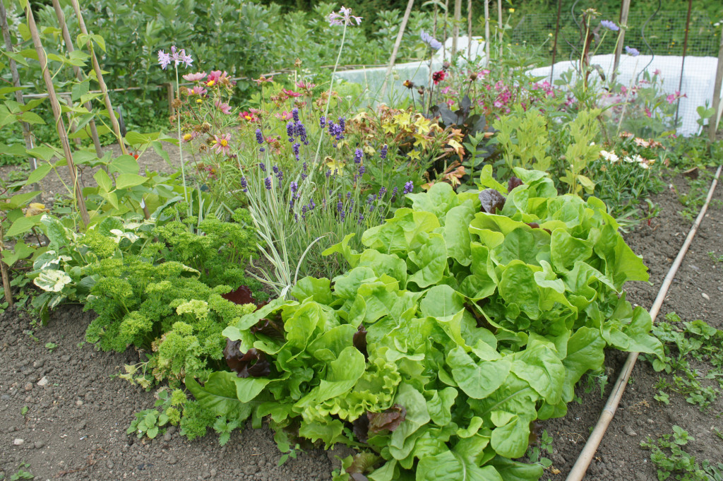 A cutting patch within the veg plot